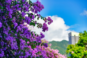 深圳仙湖植物园停车场