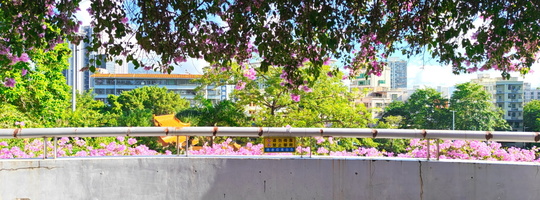 深圳仙湖植物园停车场