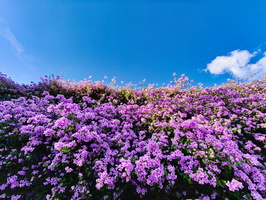 深圳仙湖植物园停车场