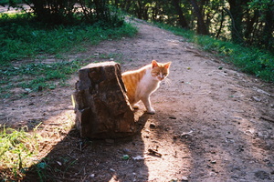 大连莲花山上的猫
